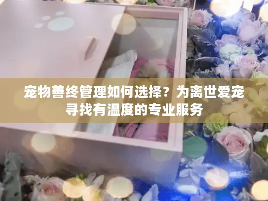 宠物善终管理如何选择？为离世爱宠寻找有温度的专业服务