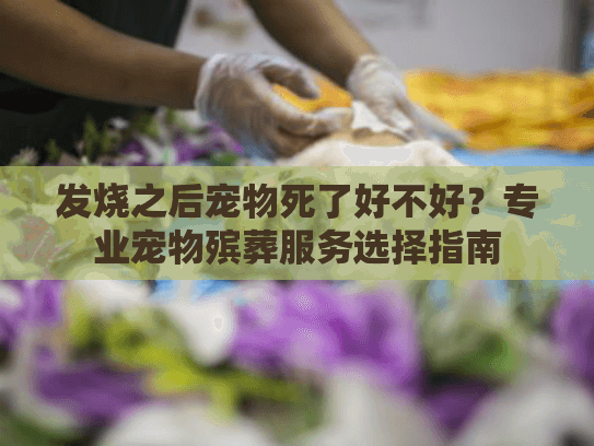 发烧之后宠物死了好不好?专业宠物殡葬服务选择指南 发烧之后宠物死了好不好?专业宠物殡葬服务选择指南