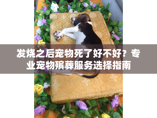 发烧之后宠物死了好不好?专业宠物殡葬服务选择指南 发烧之后宠物死了好不好?专业宠物殡葬服务选择指南
