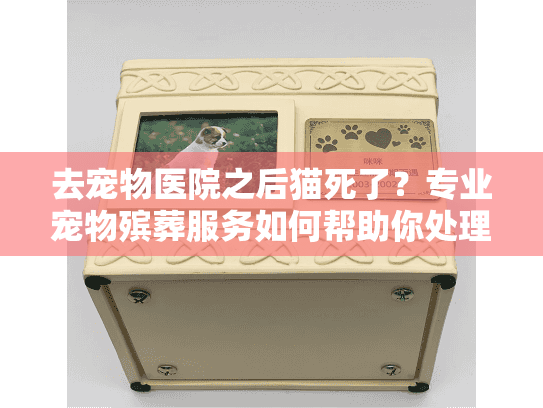去宠物医院之后猫死了？专业宠物殡葬服务如何帮助你处理悲伤
