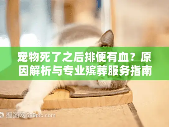 宠物死了之后排便有血？原因解析与专业殡葬服务指南