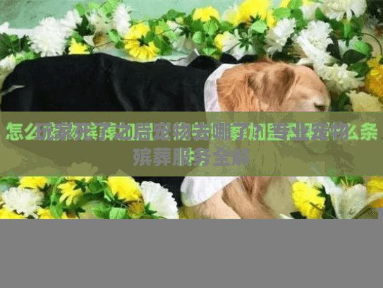玩家死了之后宠物去哪了？专业宠物殡葬服务全解