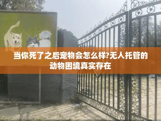 当你死了之后宠物会怎么样?无人托管的动物困境真实存在 当你死了之后宠物会怎么样?无人托管的动物困境真实存在