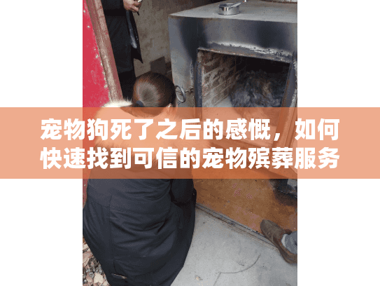 宠物狗死了之后的感慨，如何快速找到可信的宠物殡葬服务？