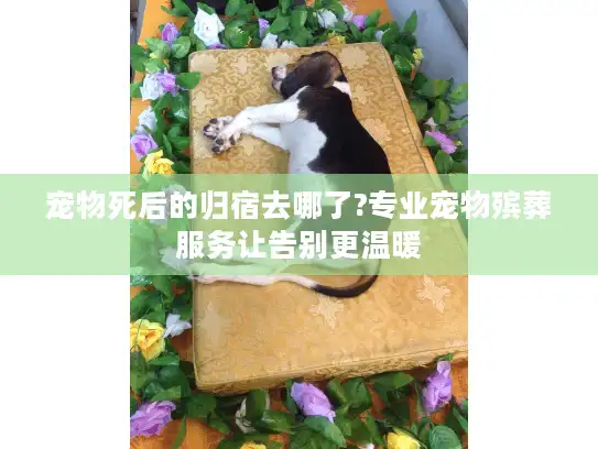 宠物死后的归宿去哪了?专业宠物殡葬服务让告别更温暖