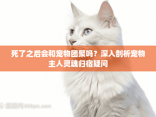 死了之后会和宠物团聚吗？深入剖析宠物主人灵魂归宿疑问