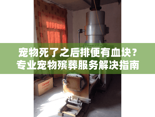宠物死了之后排便有血块？专业宠物殡葬服务解决指南