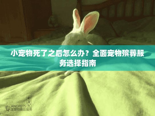 小宠物死了之后怎么办？全面宠物殡葬服务选择指南