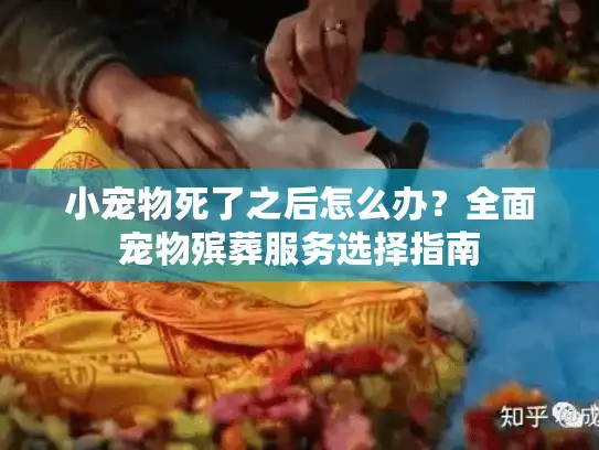 小宠物死了之后怎么办？全面宠物殡葬服务选择指南