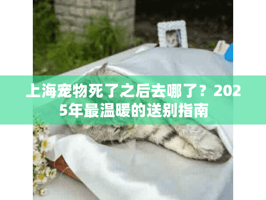 上海宠物死了之后去哪了？2025年最温暖的送别指南