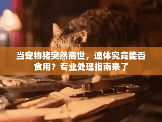 当宠物猪突然离世,遗体究竟能否食用?专业处理指南来了 当宠物猪突然离世,遗体究竟能否食用?专业处理指南来了