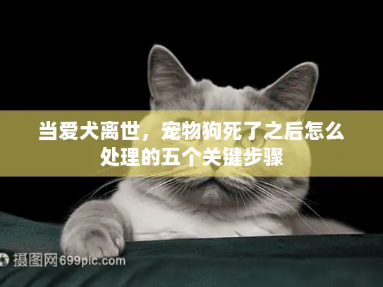 当爱犬离世，宠物狗死了之后怎么处理的五个关键步骤