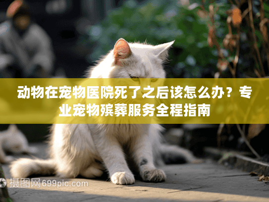 动物在宠物医院死了之后该怎么办？专业宠物殡葬服务全程指南