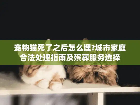 宠物猫死了之后怎么埋?城市家庭合法处理指南及殡葬服务选择