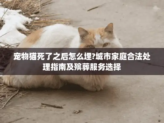 宠物猫死了之后怎么埋?城市家庭合法处理指南及殡葬服务选择