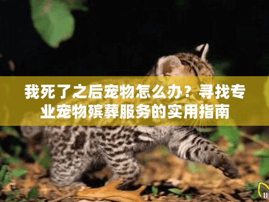 我死了之后宠物怎么办？寻找专业宠物殡葬服务的实用指南