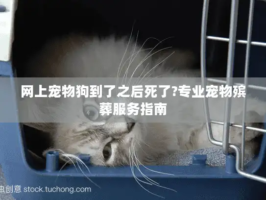 网上宠物狗到了之后死了?专业宠物殡葬服务指南