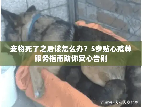 宠物死了之后该怎么办？5步贴心殡葬服务指南助你安心告别