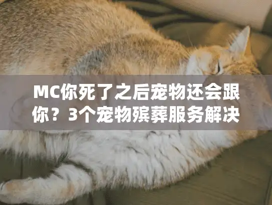 MC你死了之后宠物还会跟你？3个宠物殡葬服务解决方案全解析