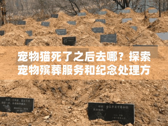 宠物猫死了之后去哪？探索宠物殡葬服务和纪念处理方案指南