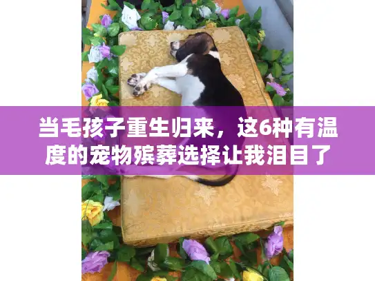 当毛孩子重生归来，这6种有温度的宠物殡葬选择让我泪目了