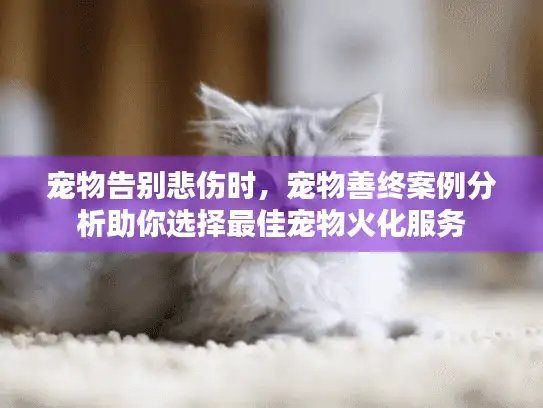 宠物告别悲伤时，宠物善终案例分析助你选择最佳宠物火化服务