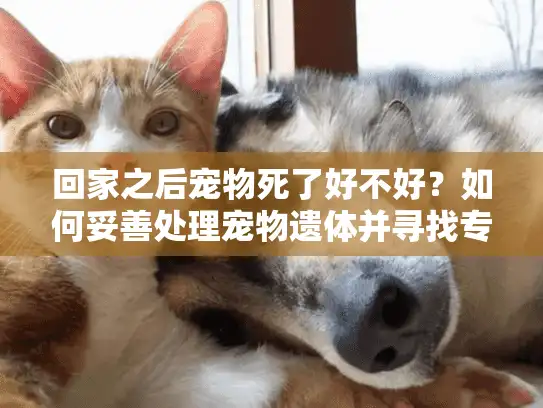 回家之后宠物死了好不好？如何妥善处理宠物遗体并寻找专业殡葬服务