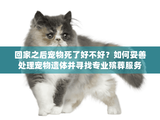 回家之后宠物死了好不好？如何妥善处理宠物遗体并寻找专业殡葬服务