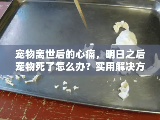 宠物离世后的心痛,明日之后宠物死了怎么办?实用解决方案指南 宠物离世后的心痛,明日之后宠物死了怎么办?实用解决方案指南