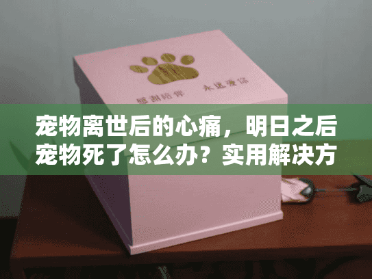 宠物离世后的心痛,明日之后宠物死了怎么办?实用解决方案指南 宠物离世后的心痛,明日之后宠物死了怎么办?实用解决方案指南