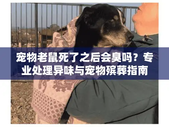 宠物老鼠死了之后会臭吗？专业处理异味与宠物殡葬指南