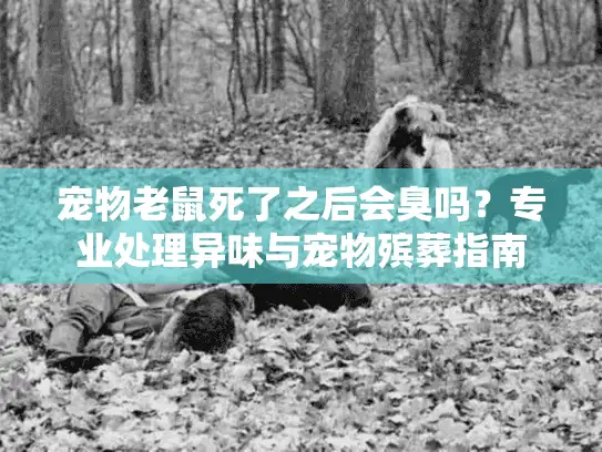 宠物老鼠死了之后会臭吗？专业处理异味与宠物殡葬指南