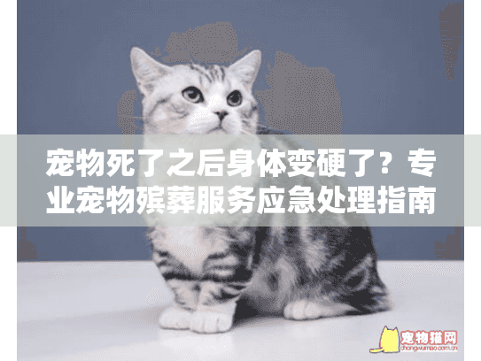 宠物死了之后身体变硬了？专业宠物殡葬服务应急处理指南