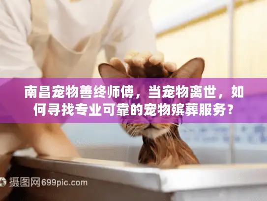 南昌宠物善终师傅，当宠物离世，如何寻找专业可靠的宠物殡葬服务？