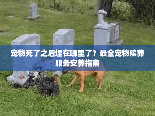 宠物死了之后埋在哪里了？最全宠物殡葬服务安葬指南