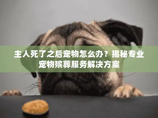 主人死了之后宠物怎么办？揭秘专业宠物殡葬服务解决方案