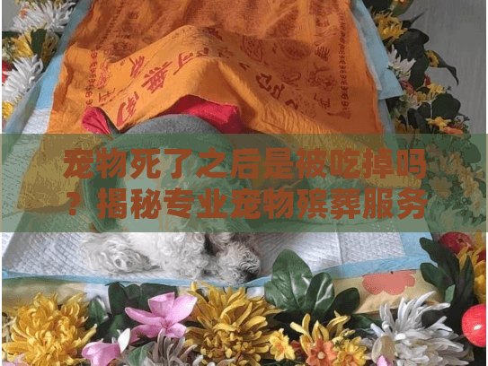 宠物死了之后是被吃掉吗?揭秘专业宠物殡葬服务的选择与替代方案 宠物死了之后是被吃掉吗?揭秘专业宠物殡葬服务的选择与替代方案