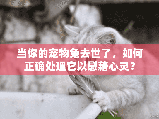 当你的宠物兔去世了，如何正确处理它以慰藉心灵？
