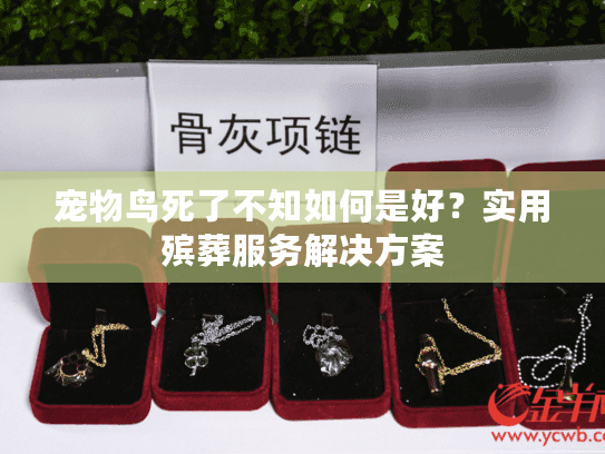 宠物鸟死了不知如何是好？实用殡葬服务解决方案