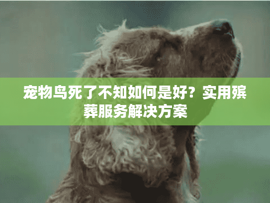 宠物鸟死了不知如何是好？实用殡葬服务解决方案