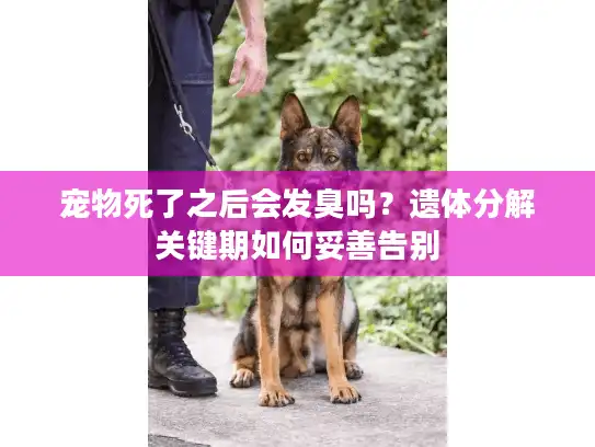 宠物死了之后会发臭吗？遗体分解关键期如何妥善告别