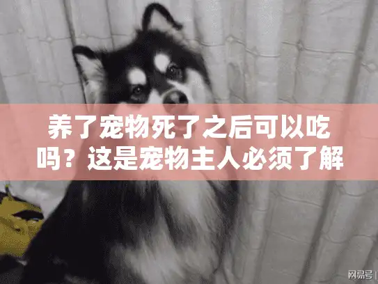 养了宠物死了之后可以吃吗？这是宠物主人必须了解的殡葬知识