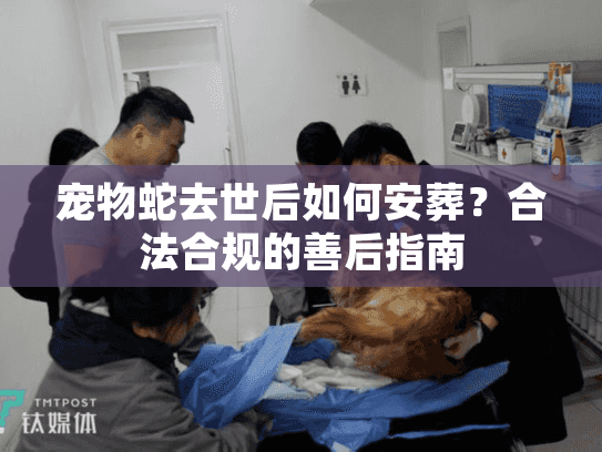 宠物蛇去世后如何安葬？合法合规的善后指南