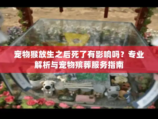 宠物猴放生之后死了有影响吗？专业解析与宠物殡葬服务指南