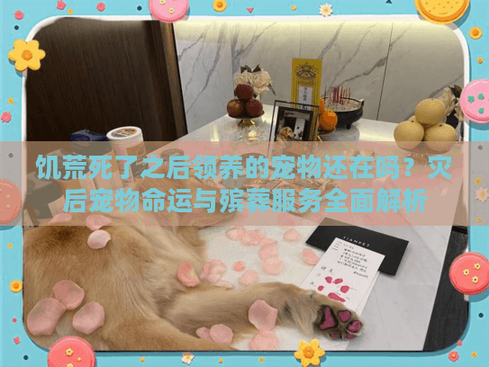 饥荒死了之后领养的宠物还在吗?灾后宠物命运与殡葬服务全面解析 饥荒死了之后领养的宠物还在吗?灾后宠物命运与殡葬服务全面解析