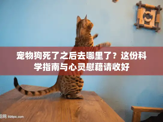 宠物狗死了之后去哪里了？这份科学指南与心灵慰藉请收好
