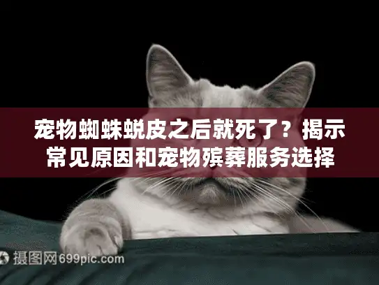 宠物蜘蛛蜕皮之后就死了？揭示常见原因和宠物殡葬服务选择