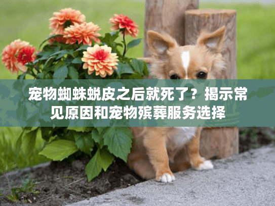 宠物蜘蛛蜕皮之后就死了？揭示常见原因和宠物殡葬服务选择