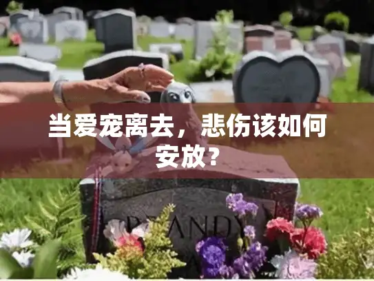 当爱宠离去,悲伤该如何安放? 当爱宠离去,悲伤该如何安放?