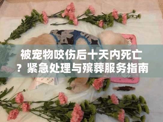 被宠物咬伤后十天内死亡？紧急处理与殡葬服务指南